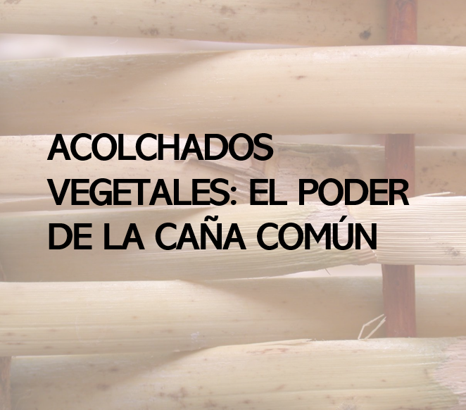 Acolchados vegetales: qué son, por qué funcionan y por qué apostamos por la caña (Arundo donax) en AgroPure