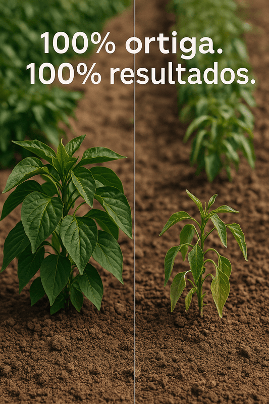 Comparativa de plantas cultivadas con extracto de ortiga, mostrando crecimiento saludable y resultados óptimos.