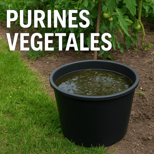 Purines Vegetales