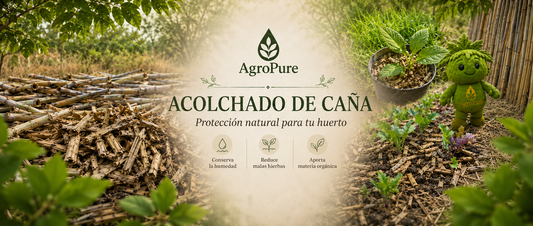 Acolchado de Caña para tu Huerto