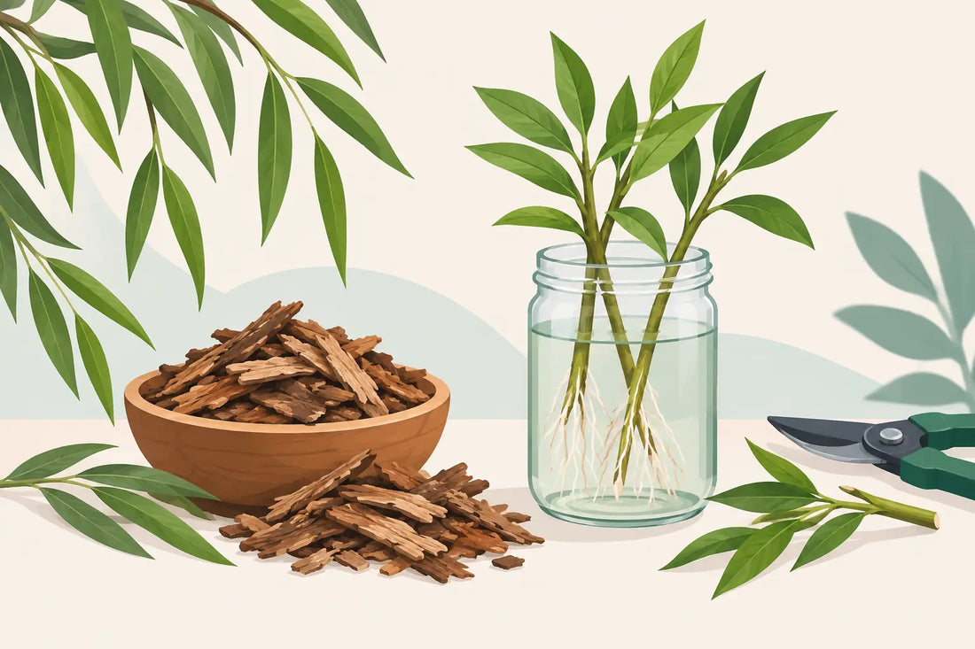 Corteza de sauce: enraizante natural para esquejes