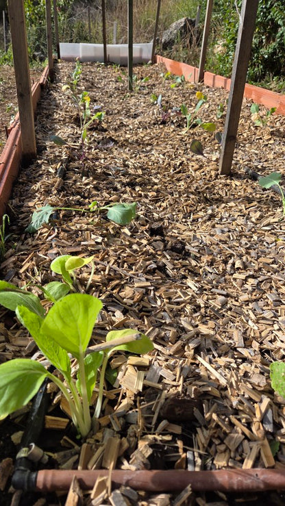 AgroPure - Acolchado Caña 50L