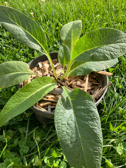 AgroPure - Acolchado Caña 50L