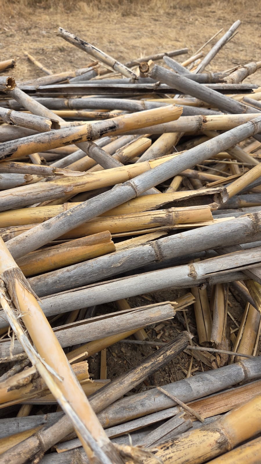 Detalle de tallos de caña Arundo donax — estructura lignocelulósica visible que explica la durabilidad del acolchado vegetal