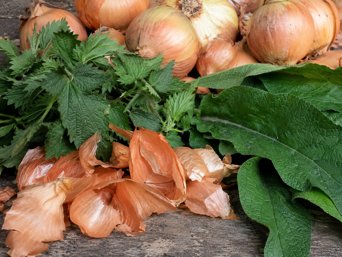 Cebolla, ortiga y consuelda — los tres extractos vegetales principales de AgroPure para agricultura ecológica y horticultura natural