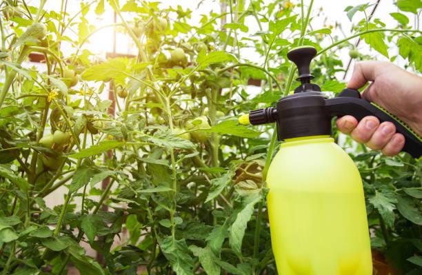 Aplicación foliar de extracto de cola de caballo en tomateras del huerto ecológico
