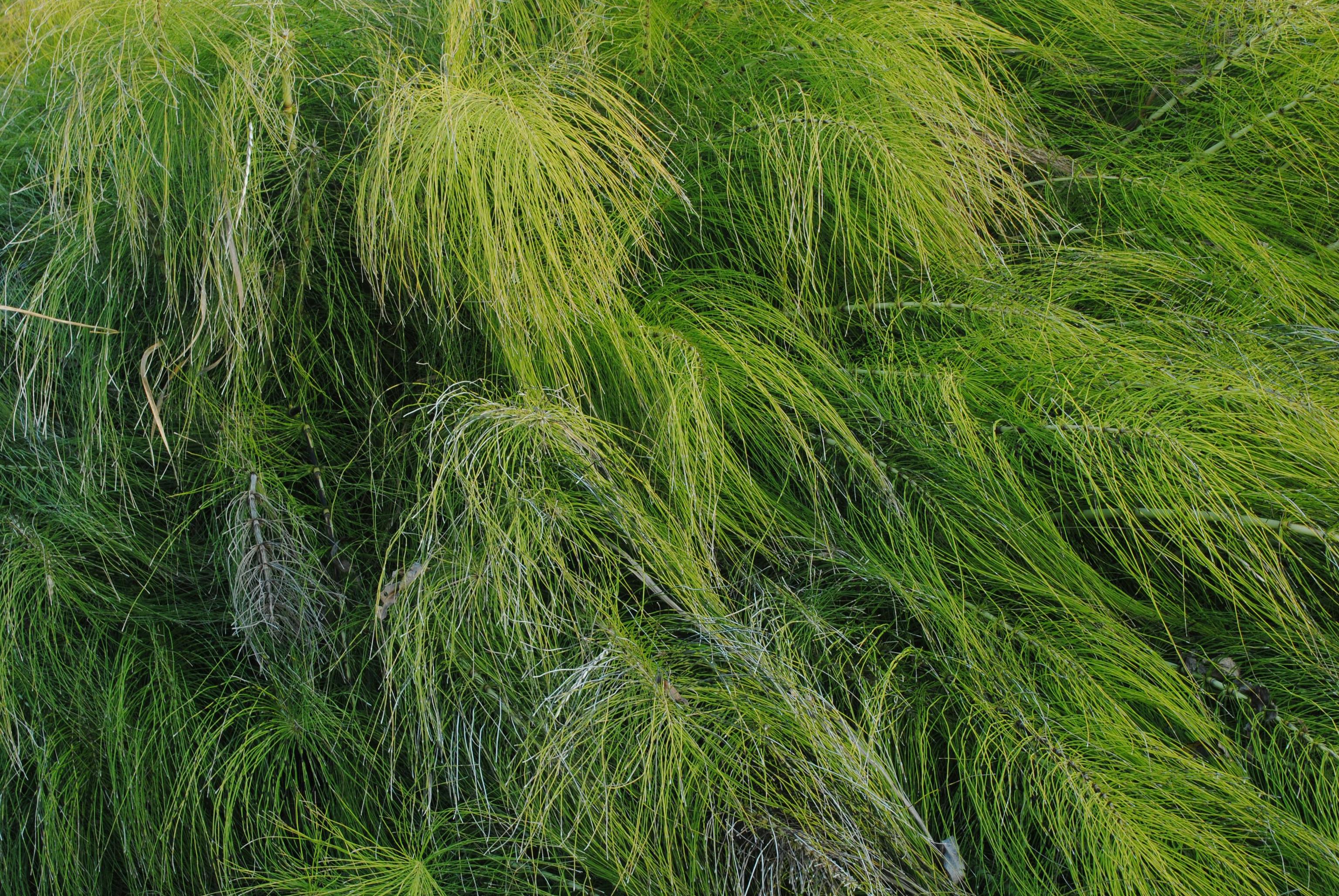 Planta de cola de caballo Equisetum arvense en entorno natural para huerto ecológico