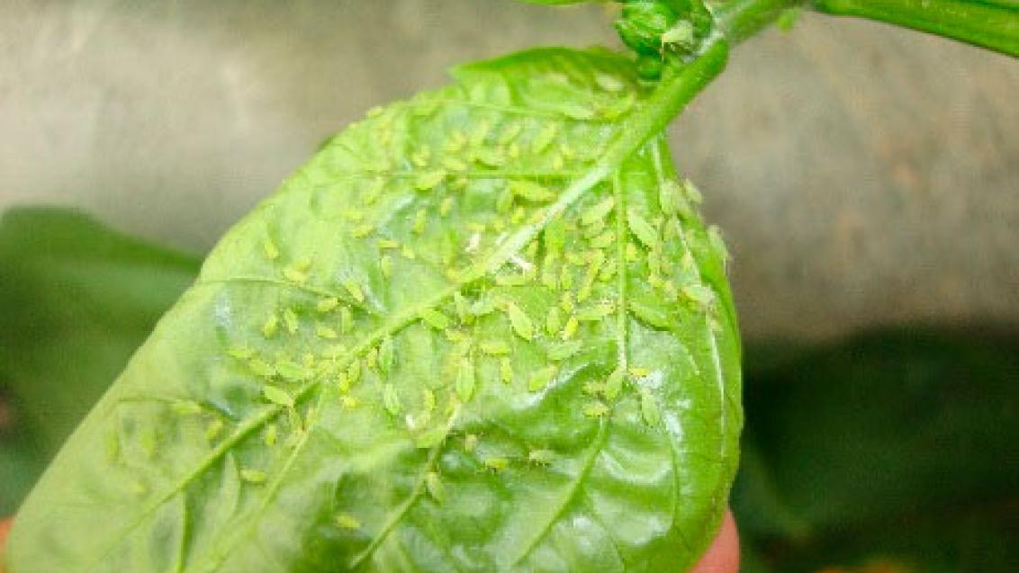 Colonia densa de pulgones en brote tierno de tomate — objetivo principal de las mariquitas