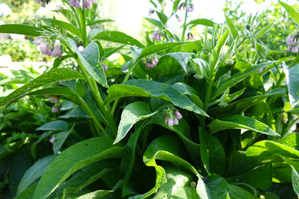 Consuelda rusa Symphytum x uplandicum Bocking 14 en flor — pétalos morados y hojas ricas en potasio para el extracto ecológico AgroPure