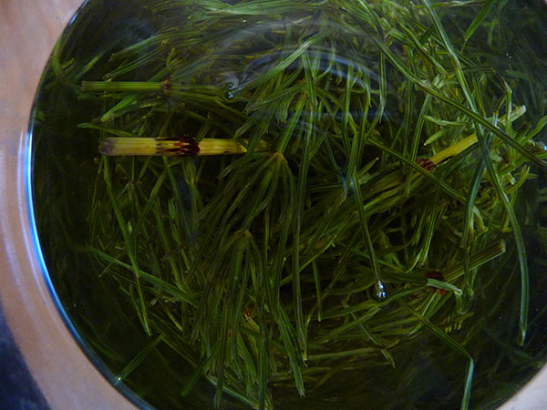 Extracto de cola de caballo en vaso con tono azul grisáceo para huerto ecológico