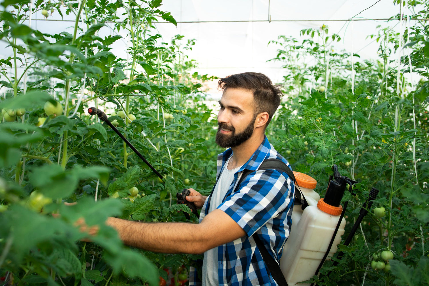 Aplicación de jabón potásico con pulverizador en el huerto ecológico — cubrir bien el envés de las hojas