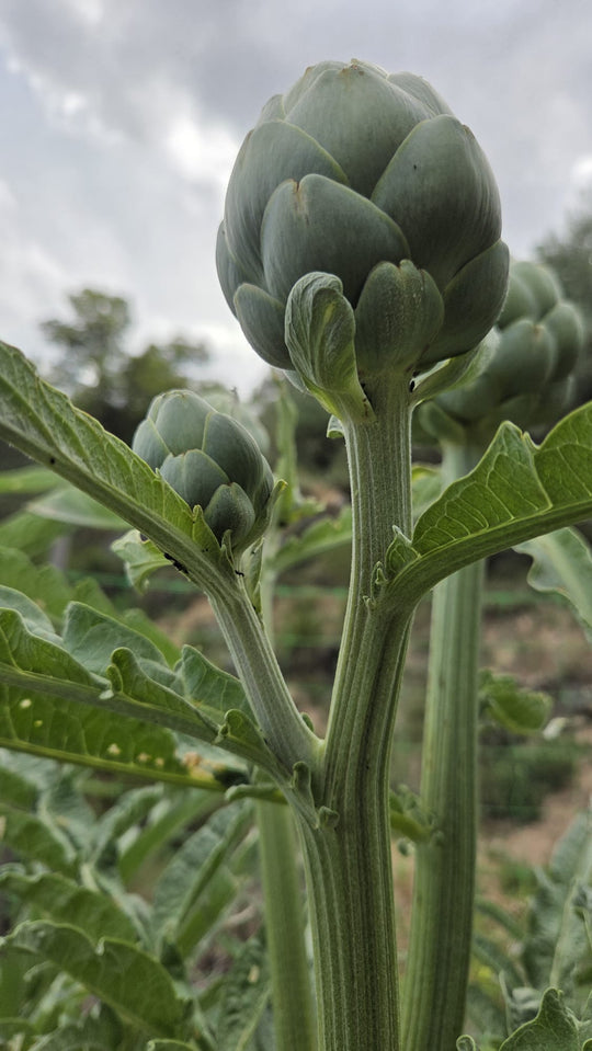 Publicación de AgroPure en Instagram
