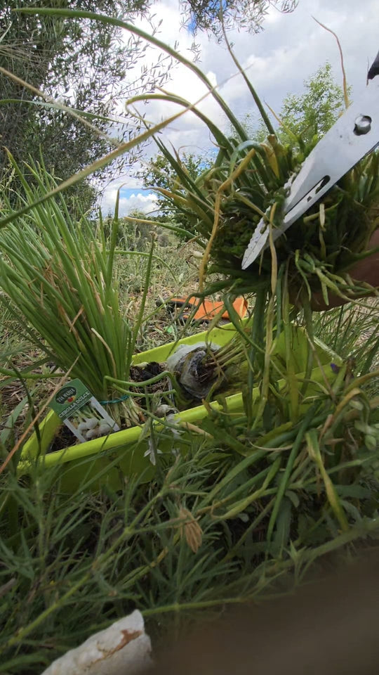Publicación de AgroPure en Instagram