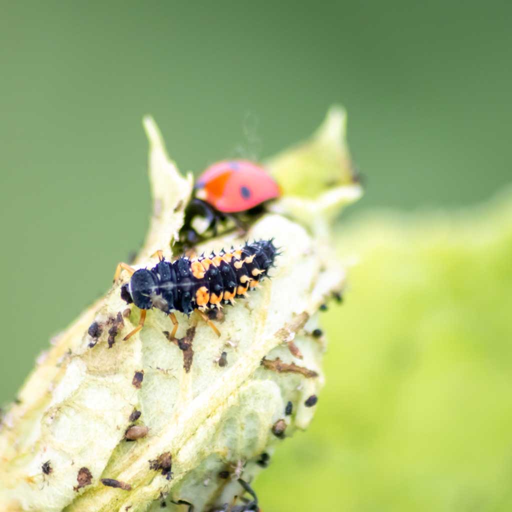 Larva de mariquita con manchas anaranjadas depredando pulgones en tallo de planta