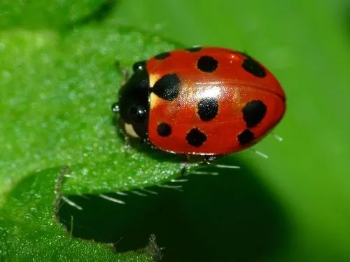 Mariquita de 11 puntos (Coccinella undecimpunctata) en zona mediterránea española
