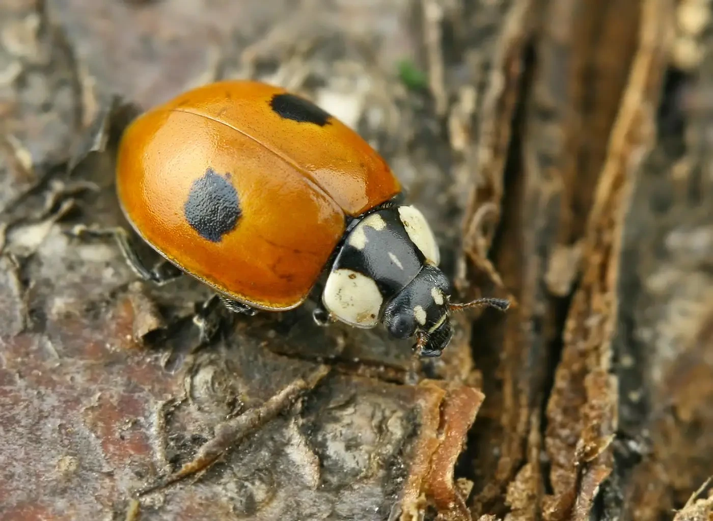 Mariquita de 2 puntos (Adalia bipunctata) sobre brote de árbol frutal