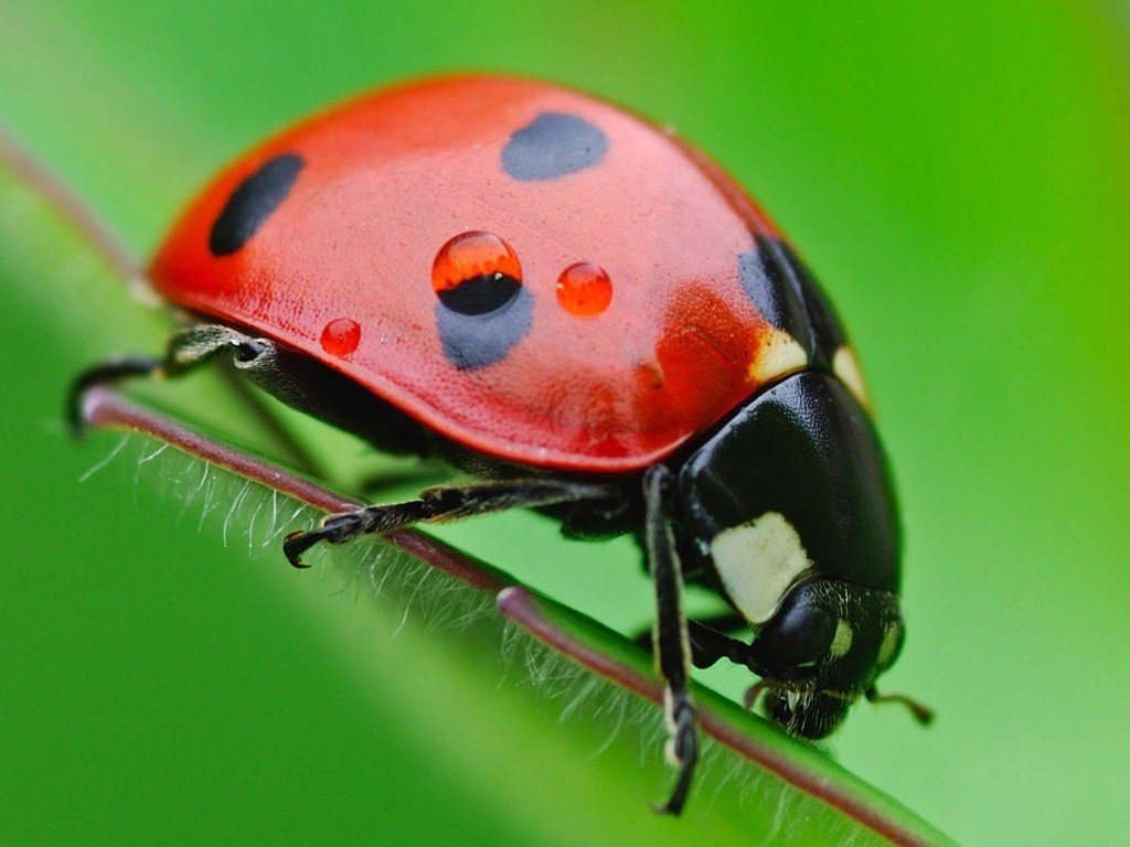Mariquita de 7 puntos (Coccinella septempunctata) sobre hoja, huerto ecológico