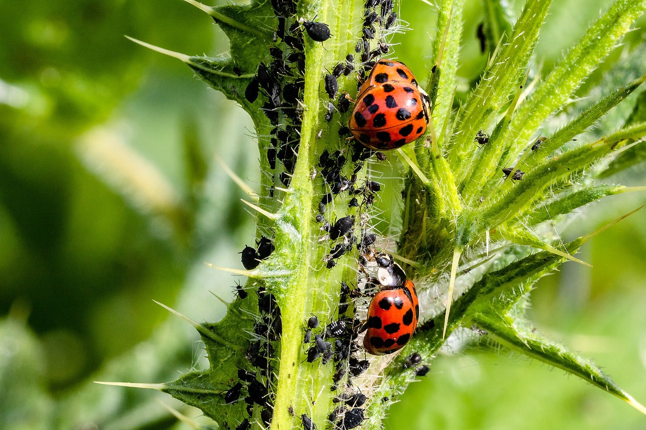 Adulto de Coccinella septempunctata depredando colonia de pulgones sobre hoja de huerto