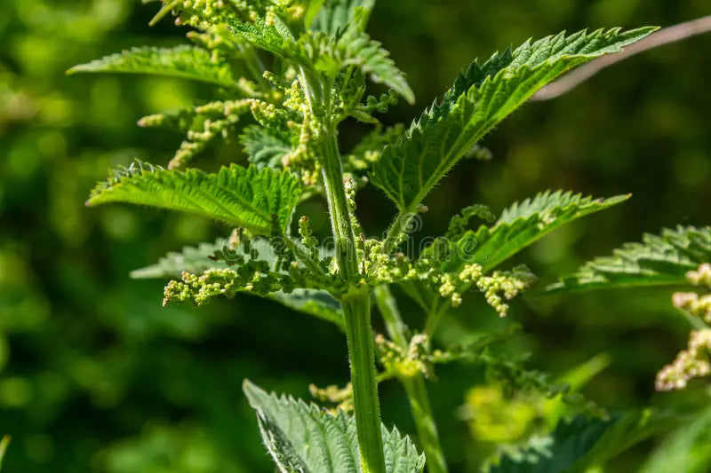 Ortiga común Urtica dioica y ortiga menor Urtica urens en estado silvestre — las dos especies base del extracto de ortiga ecológico AgroPure