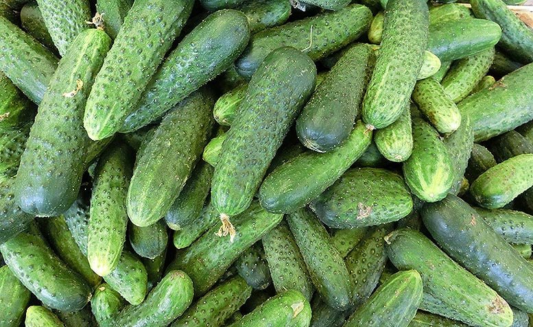 Calabacines y pepinos en planta — cucurbitáceas exigentes en potasio durante el engorde