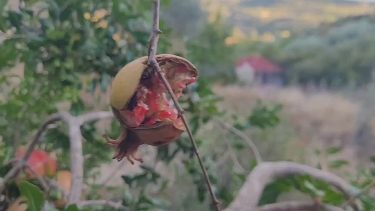 Cargar video: 