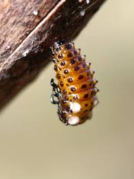 Pupa de mariquita fijada a una hoja, color amarillo-anaranjado con manchas oscuras