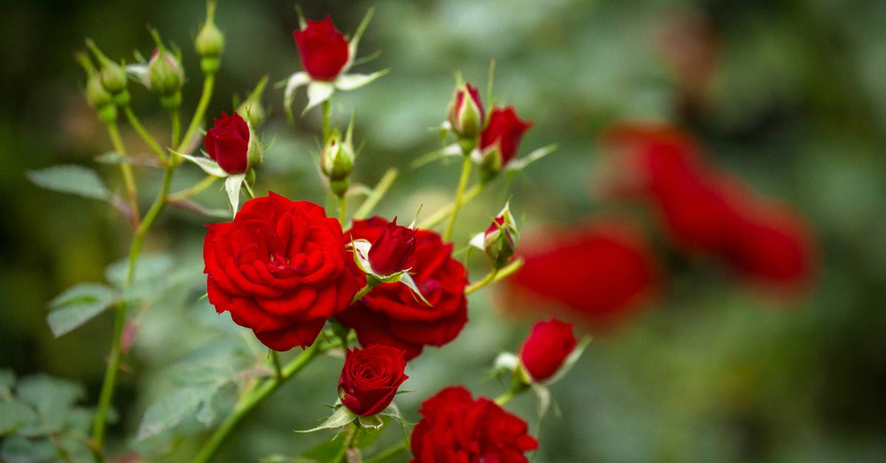 Rosas y flores ornamentales — el boro y potasio de la consuelda favorecen floración abundante