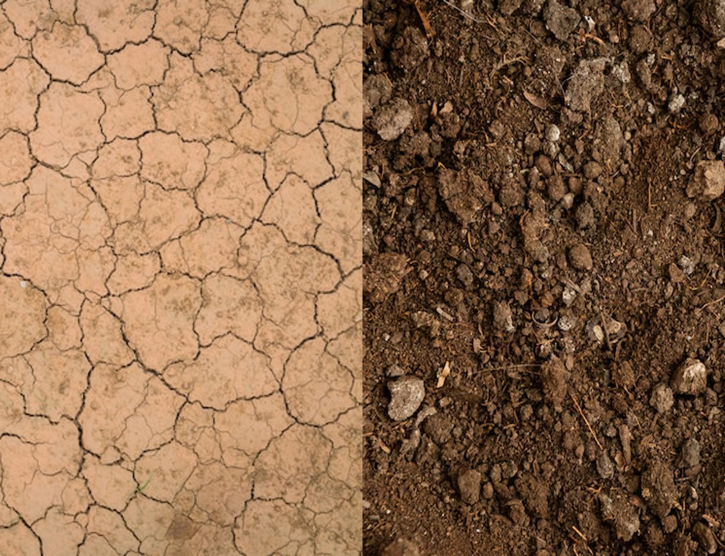 Comparativa suelo agrietado y seco sin acolchado vs suelo húmedo y estructurado con mulching ecológico